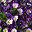 Purple Edge