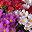 Red Purple White