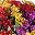 Red Purple Yellow