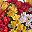 Red White Yellow