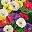 Yellow White Purple