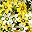 Yellow White