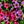 Purple Rose Red