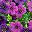 Double Purple