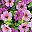 Purple Pink