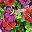 Red Purple Pink