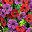 Red Purple