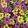 Yellow Purple