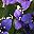 Double Purple