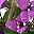 Purple Lotus