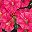 Hotpink