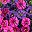 Purplefuchsia