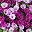 Dark Orchid