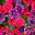 Hot Pink Purple