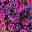 Purple Red Violet