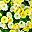 Yellow White