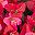 Red Pink