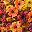 Orange Yellow Brown