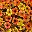 Orange Yellow