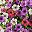 Pink White Purple