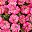Gradient Pink
