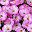 Gradient Purple