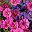 Purple Fuchsia
