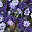 Deep Purple