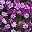 Purple Pink