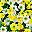 Yellow White