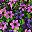 Double Purple