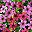 Purple Fuchsia