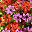 Red Purple