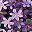 Purple Light Purple