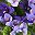 Double Purple