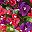 Mix Purple