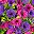 Dark Red Dark Violet