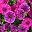 Lotus Fuchsia