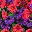 Purple Red