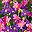 Pinkish Purple