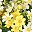 Yellow White