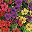 Mix 4 Color