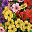 Mix 6 Color