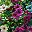 Mixed Color1