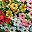 Mixed Color2