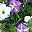 White Purple