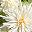 White Green