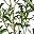 White Decorative