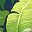 Jungle Leaves