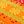 Sunshine Orange Yellow
